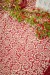 Table cloth - Kamala Grenat - Bonheur du Jour